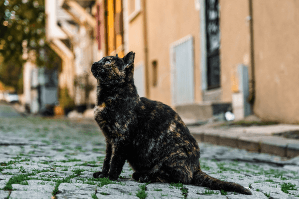 5 Primeiros Cuidados com Gatos Resgatados que Viveram nas Ruas