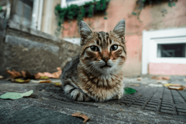 5 Primeiros Cuidados com Gatos Resgatados que Viveram nas Ruas
