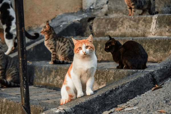 5 Primeiros Cuidados com Gatos Resgatados que Viveram nas Ruas