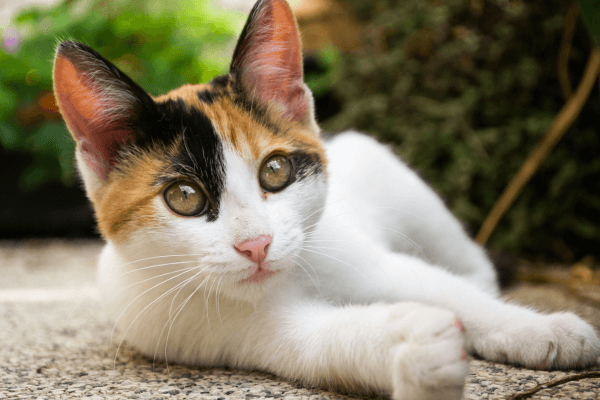 5 Primeiros Cuidados com Gatos Resgatados que Viveram nas Ruas