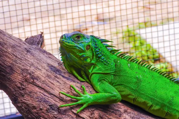 Alimentação Natural para Iguanas Verdes em Áreas Urbanas