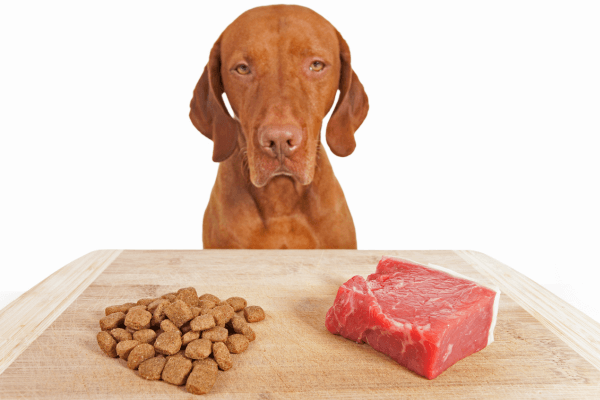 Alimentação natural para cães alérgicos com restrições alimentares