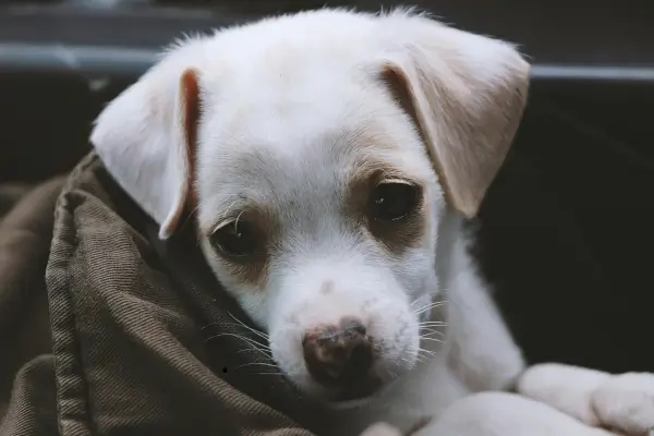 Como adaptar cachorro idoso em lares pequenos após adoção