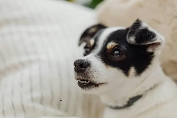 Como adaptar cachorro idoso em lares pequenos após adoção