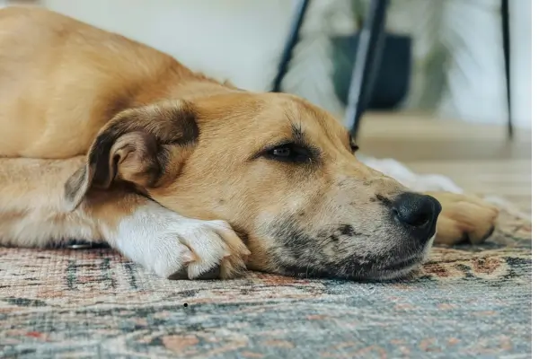 Como adaptar cachorro idoso em lares pequenos após adoção