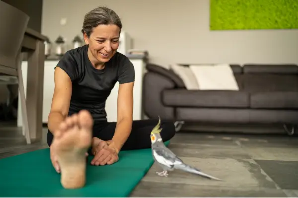 Como cuidar de calopsitas em apartamentos pequenos
