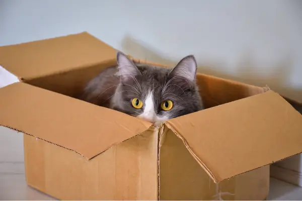 Como montar um cantinho vertical para gatos