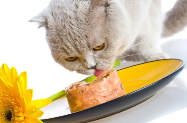 Gatos Idosos e Alimentação Úmida: Benefícios e Como Incluir