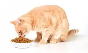 Gatos Idosos e Alimentação Úmida: Benefícios e Como Incluir