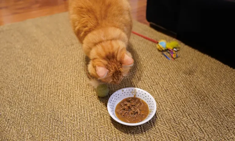 Gatos Idosos e Alimentação Úmida: Benefícios e Como Incluir