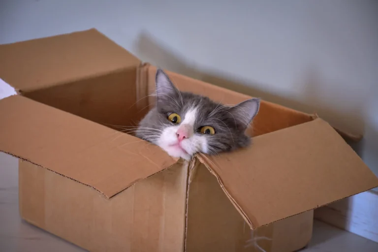 Por que Gatos Gostam Tanto de Caixas