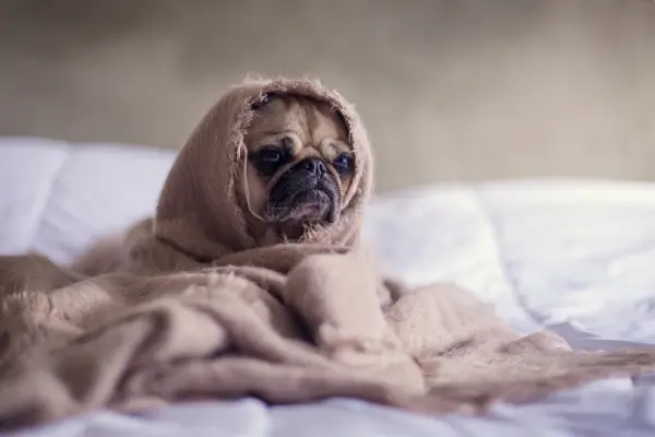 Roupas para Cães de Raças Pequenas no Inverno